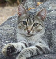 180px-Chaton-Jplm.jpg