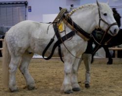 250px-Percheron-3-stehend-rechts.jpg