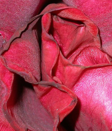 rose3bis.jpg