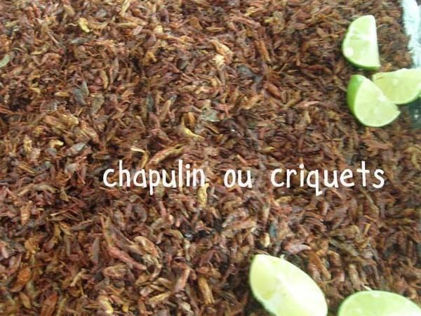 chapulin.jpg