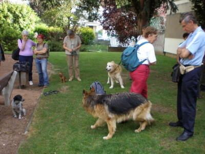 rencontres promenades chiens