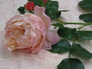 Rose-sur-tissu-Moda.jpg