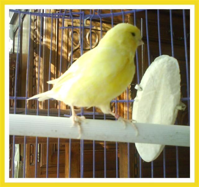 CANARI