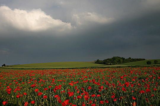 coquelicots.jpg