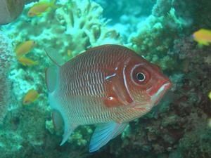 autres-poissons-de-mer-egypte-1192488029-1095964.jpg
