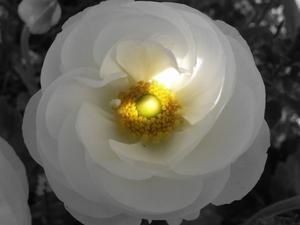compositions-florales-autres-fleurs-sarrigne-france-1034814716-954332.jpg