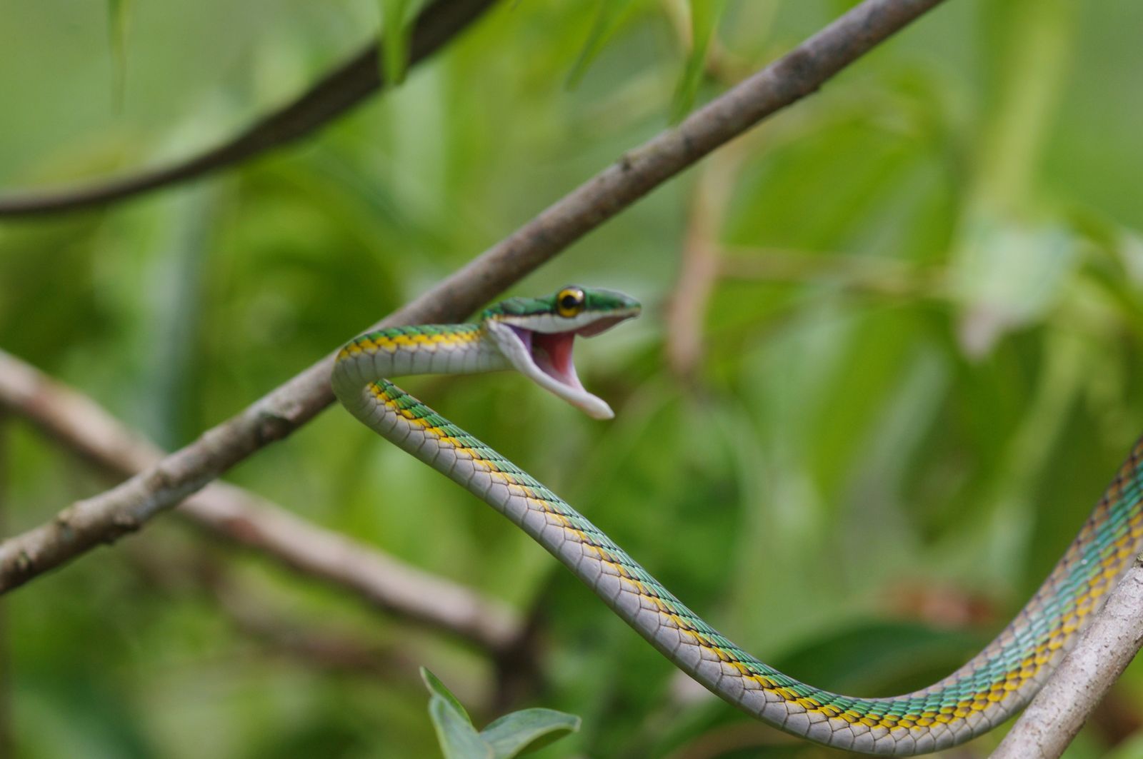 rencontre avec un serpent