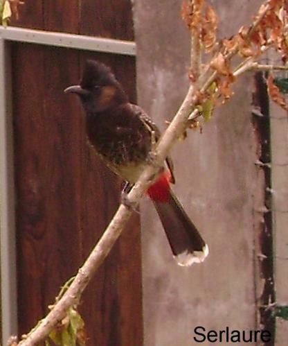 Bulbul----ventre-Rouge-sur-branche.jpg
