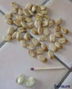 graines-de-momordique.jpg