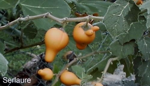 pomme-poison-ou-pomme-zombie.jpg