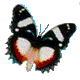 papillons--29-.gif