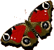 papillons--41-.gif