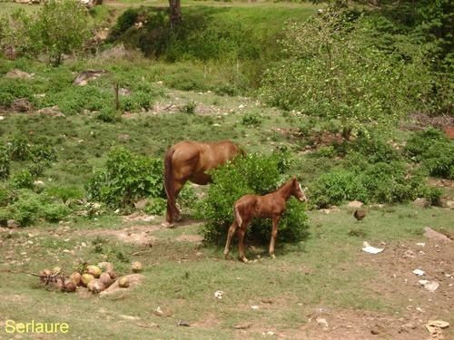 chevaux-dans-la-mont--e.jpg