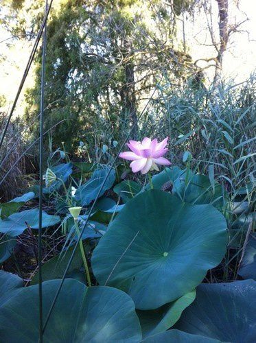 photo-36.fleur-de-lotus-mouginsJPG.jpg