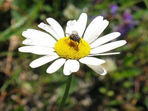 290px-Leucanthemum-vulgare_crop.jpg