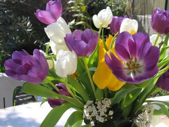 bouquets-tulipes-perpignan-france-1216857219-1070369.jpg