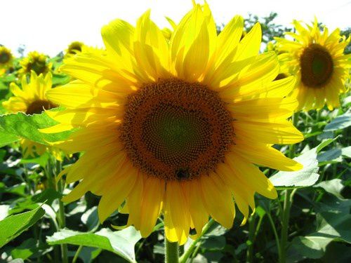 sun-flower_3316.jpg