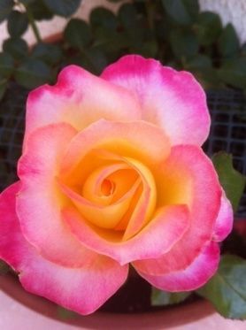 photo-34-rose-martine-.JPG