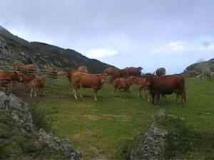 des-vaches.jpg