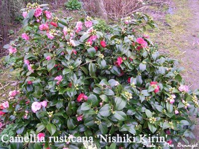 camellia-rusticana-nishiki-.jpg