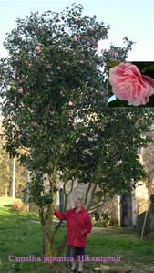camellia-hikarugenji.jpg