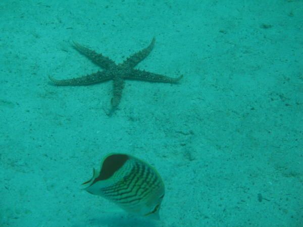 Album Red Sea El Gouna Humour Peinture Photographie Sport Plongee Sous Marine Cuisine Dictons Et Citations