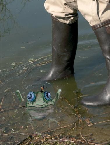 grenouille-d--tail.jpg