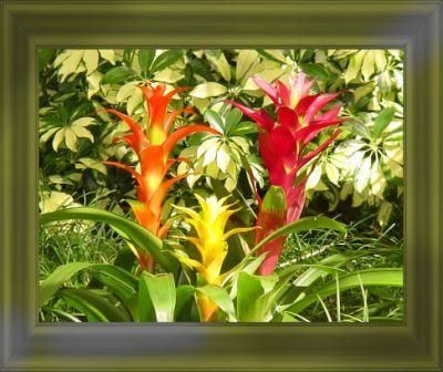 Les Fleurs De La Floride Les Merveilles Du Monde De Poupie
