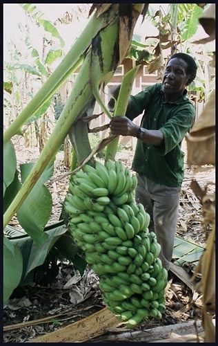 culture-banane-11.jpg