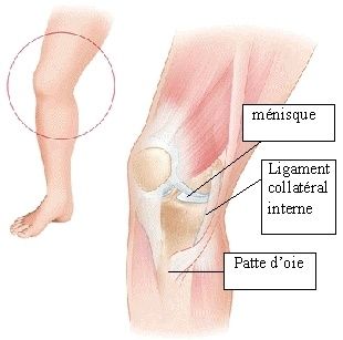 douleur tendon interne genou douleur tendon interne genou
