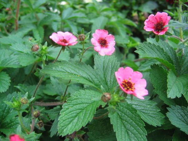 IMG-6740.JPG