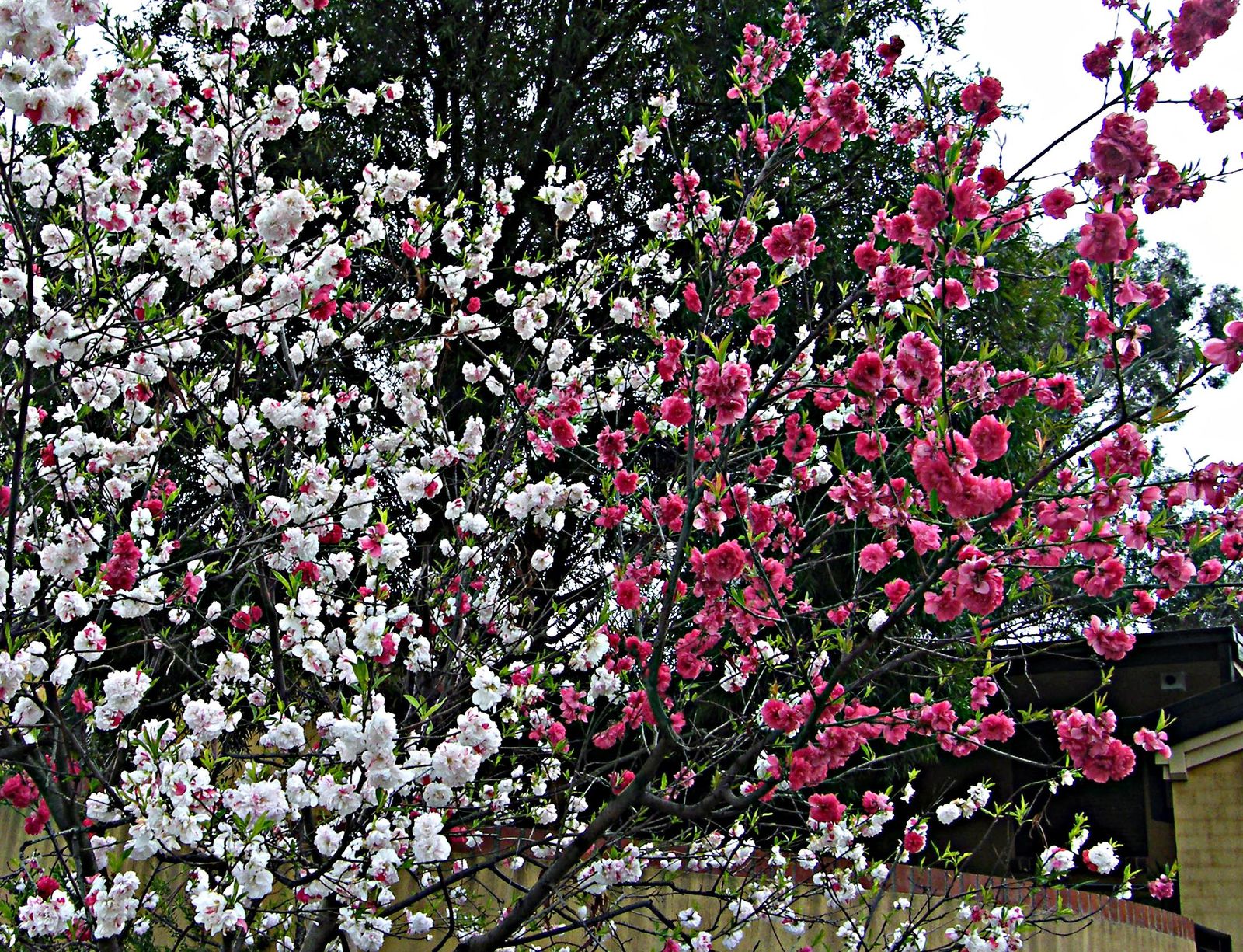 Cerisier rose et pommier blanc - le blog monique-downunder par : Michel