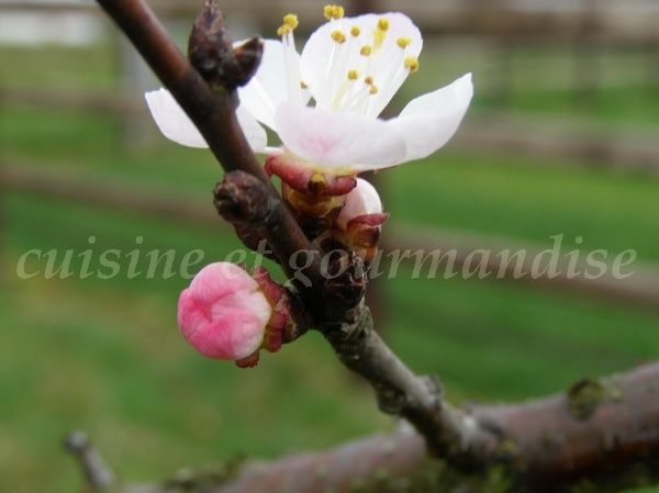 Le printemps est là (photo de Jaclyne copyright)