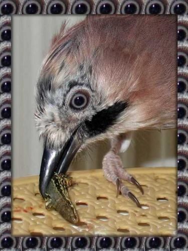 GG-lezard----l-oeil.jpg