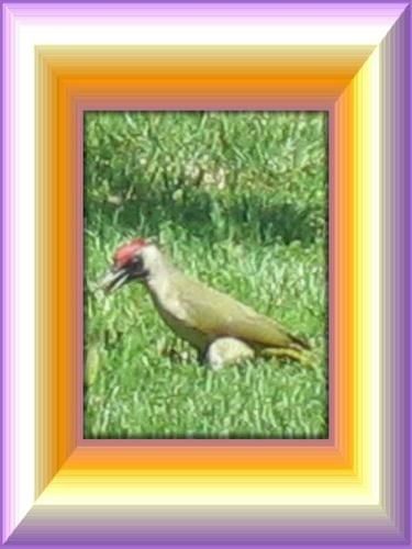 GG-oiseau-dans-la-pelouse.jpg