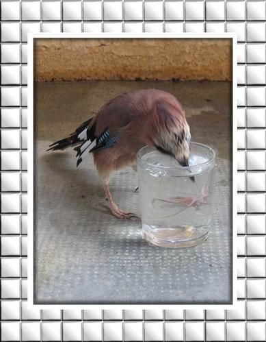 GG-verre-d-eau.jpg