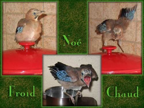Noe-cuisine.jpg