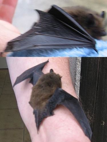 Chauvesouris-2en1.jpg