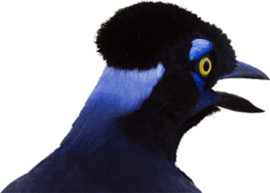 Geai-bleu.gif