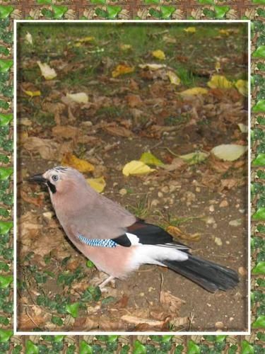 Noe-automne.jpg