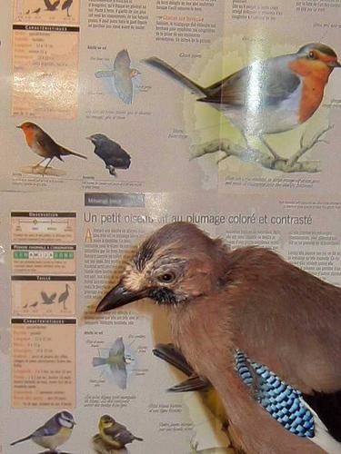 Noe-fiche-oiseau.jpg