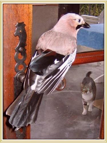 Noe-jouer---chat-perch-.jpg