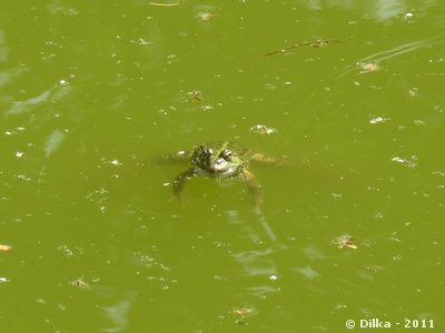 la-grenouille