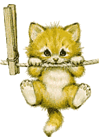 chaton-accroche.gif