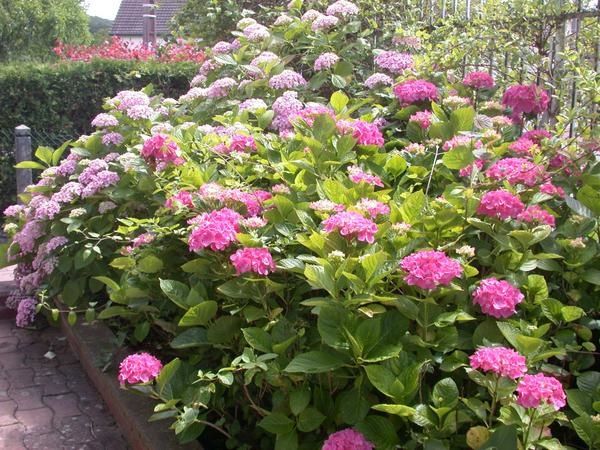 hortensias-1.jpg