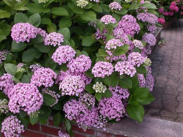 hortensias-lilas.jpg