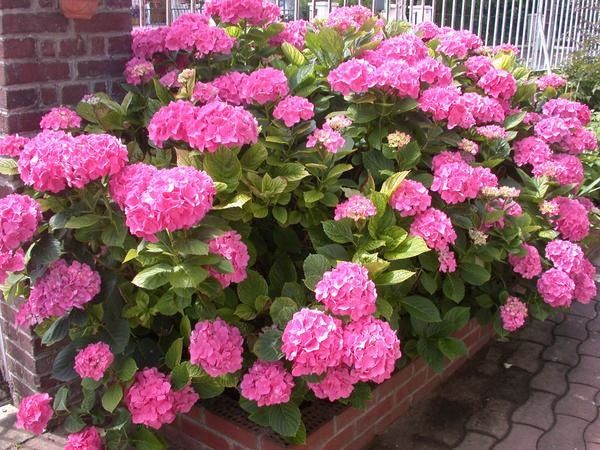 hortensias.jpg