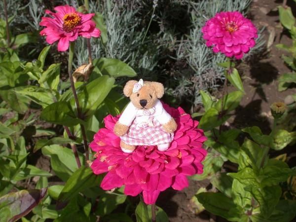 oursonne-retour-jardin.jpg
