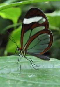 250px-Glasswing-butterfly-Panama.jpg