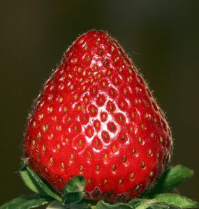 fraises1